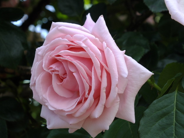 DSCF0285
