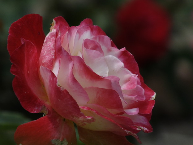 DSCF0356