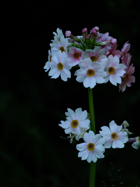 DSCF0025