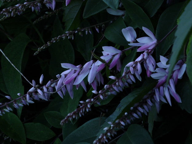 DSCF0478