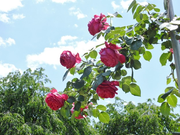DSCF0132