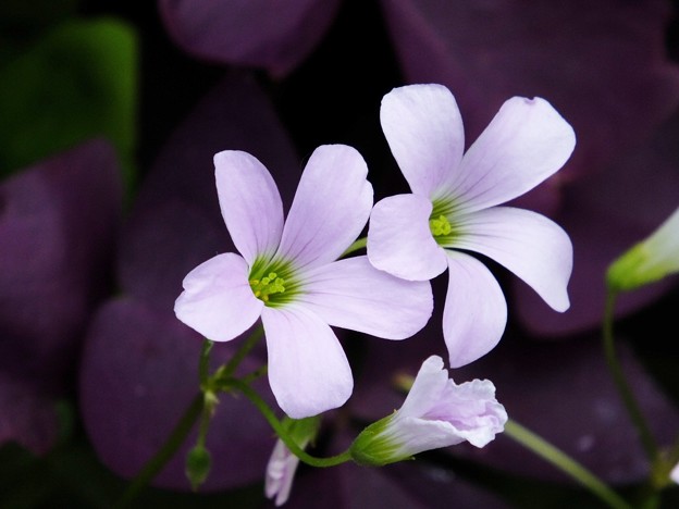 DSCF0161