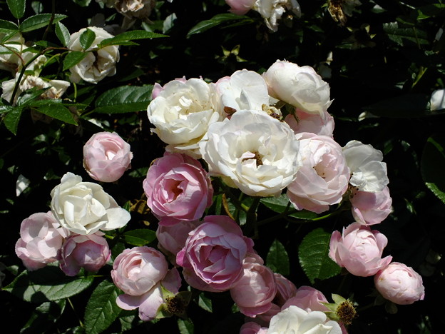 DSCF0175