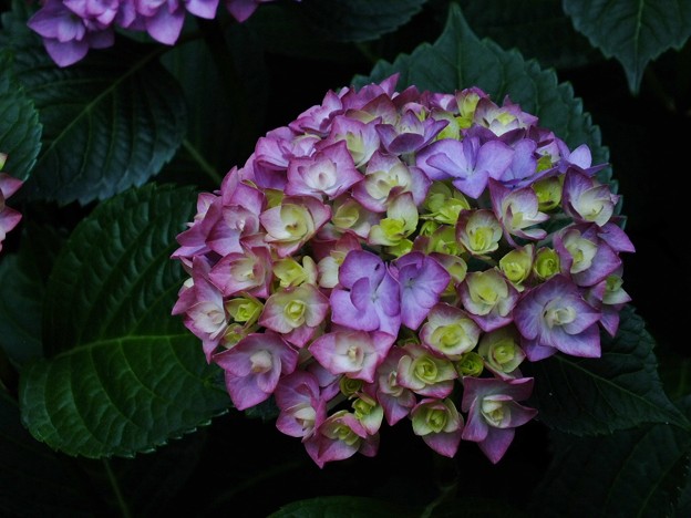 DSCF0129