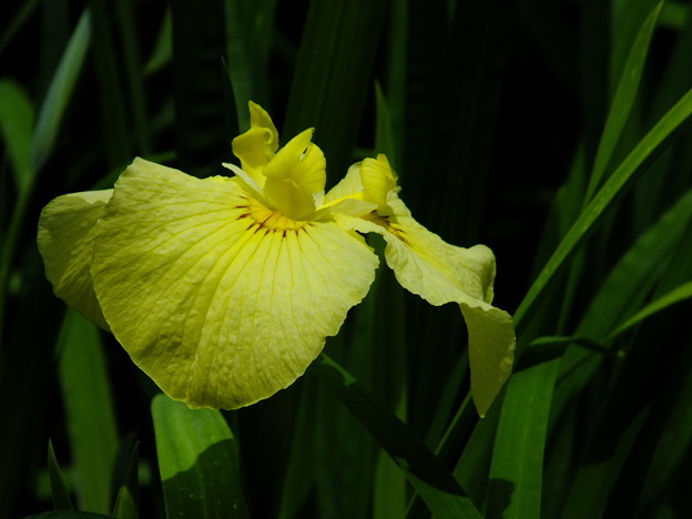 DSCF0055