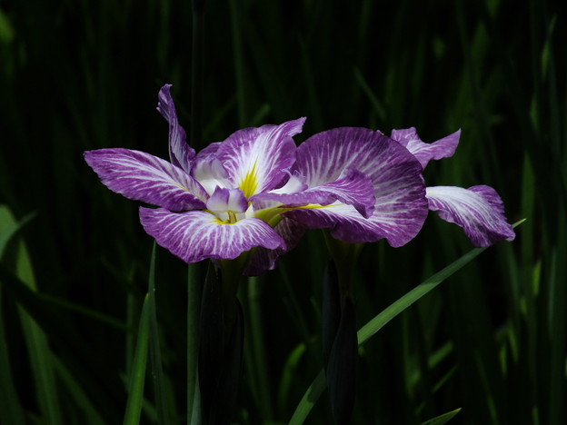 DSCF0141
