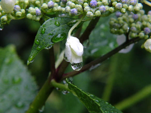 DSCF0172