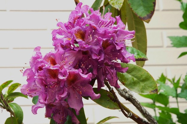 DSCF0314