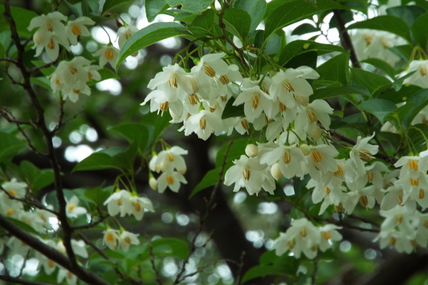 DSCF0269
