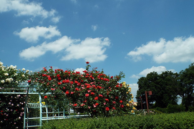 DSCF0124