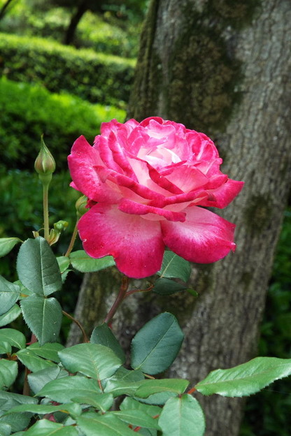 DSCF0088