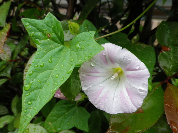 IMGP0370