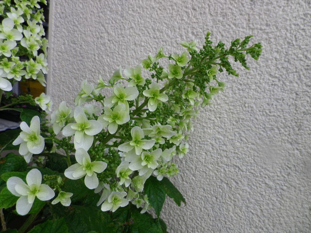 IMGP0424