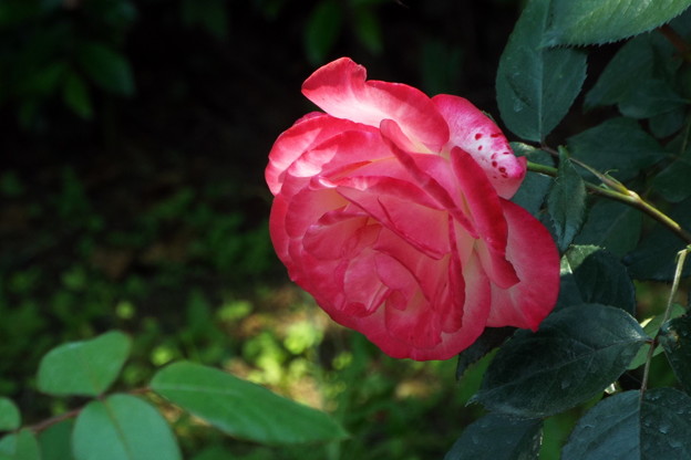DSCF0288
