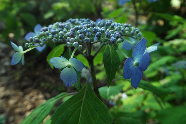 DSCF0444