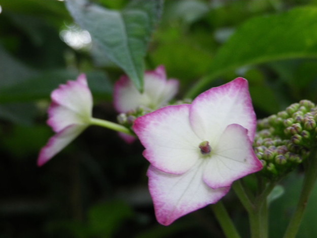 IMGP0559