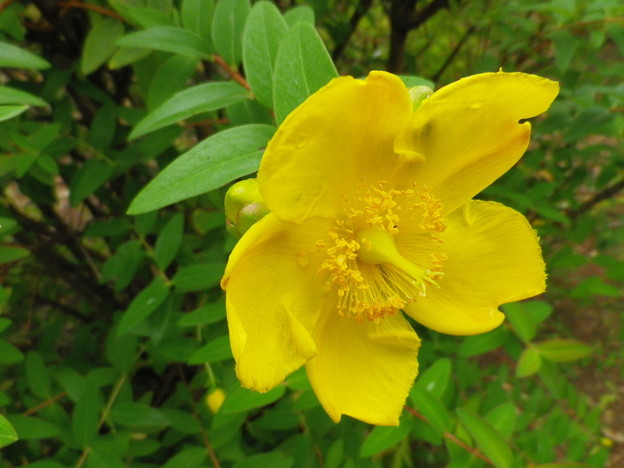 IMGP0145