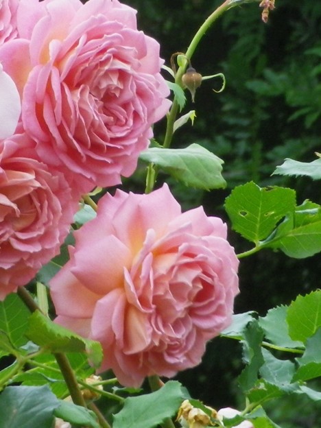 IMGP0184