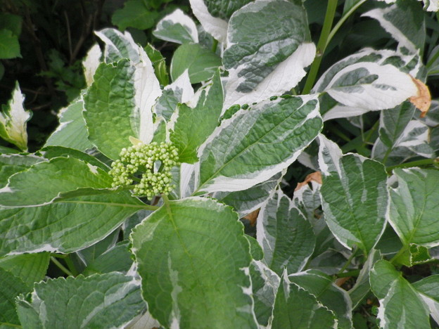 IMGP0353