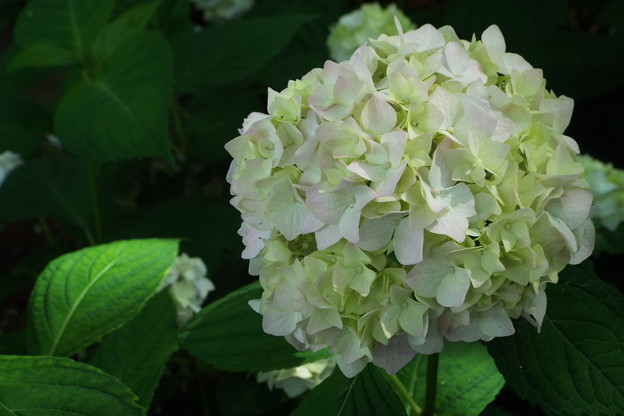 DSCF0450