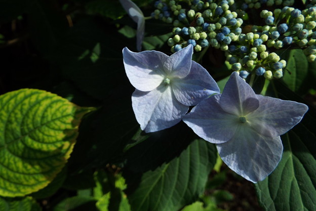 DSCF0458