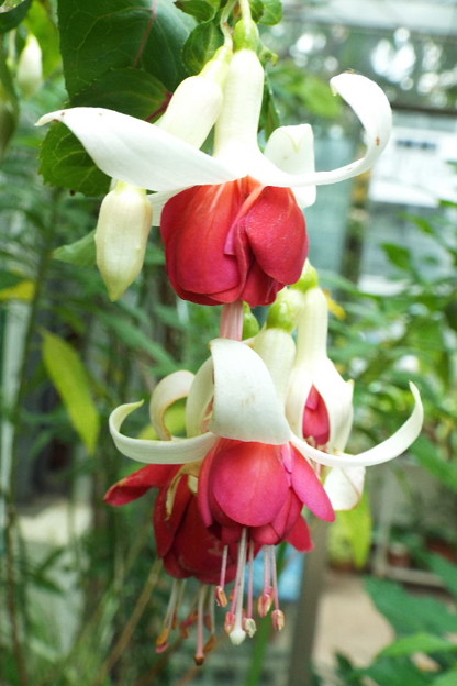 DSCF0062