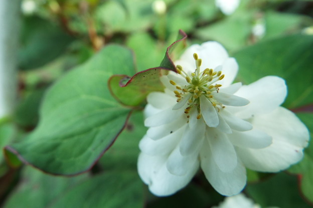 DSCF0439