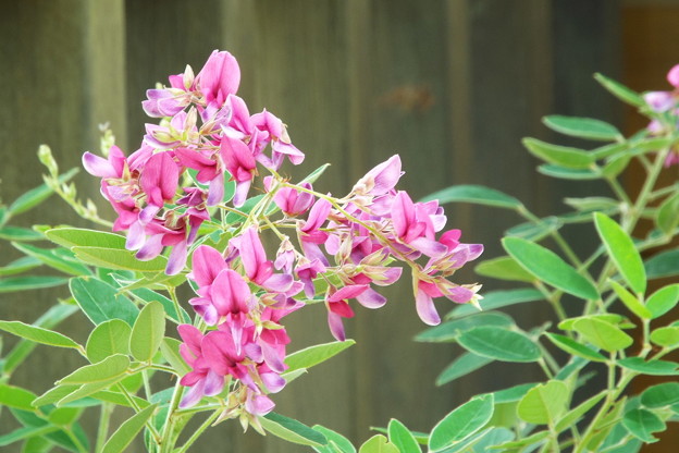 DSCF0254