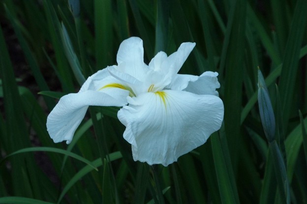 DSCF0384