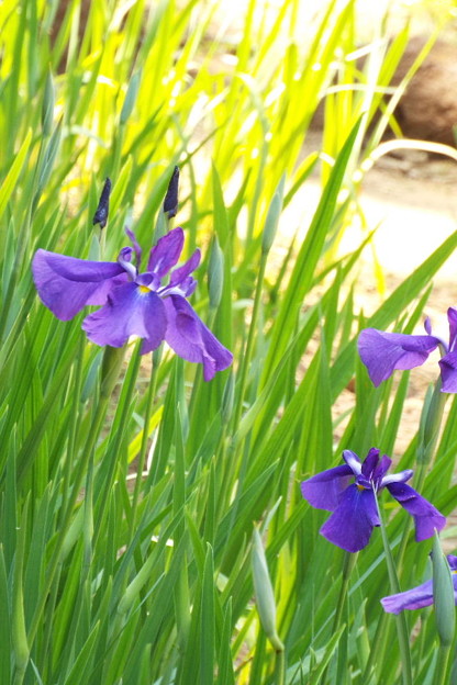 DSCF0394