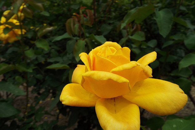 DSCF0481