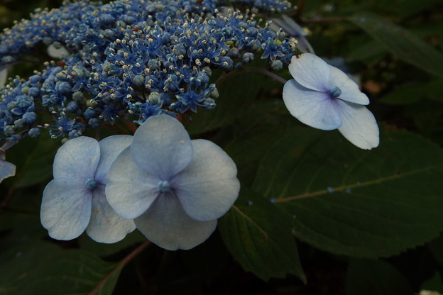 DSCF0335