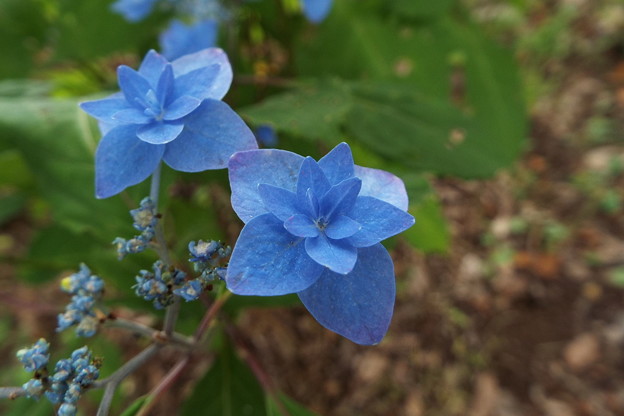 DSCF0413