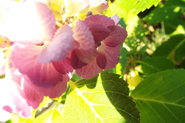 DSCF0940