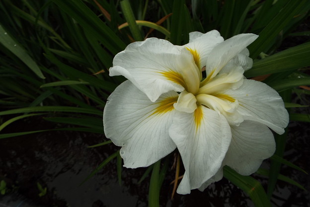 DSCF0040