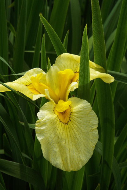 DSCF0585