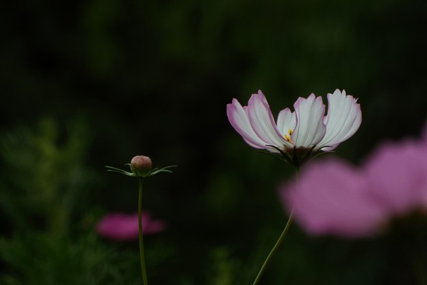 DSCF0421 (1280x853)