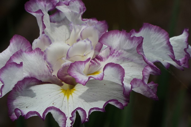 DSCF0237