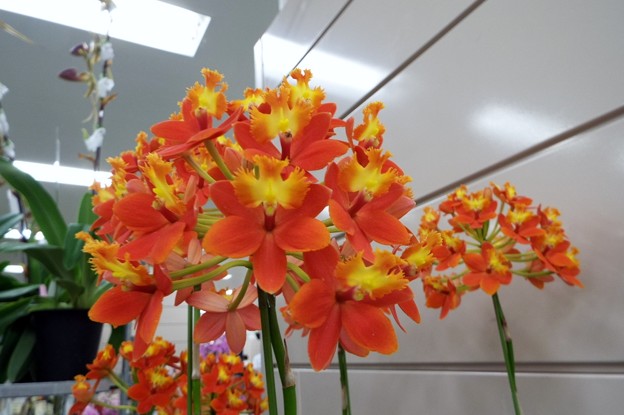 DSCF0124