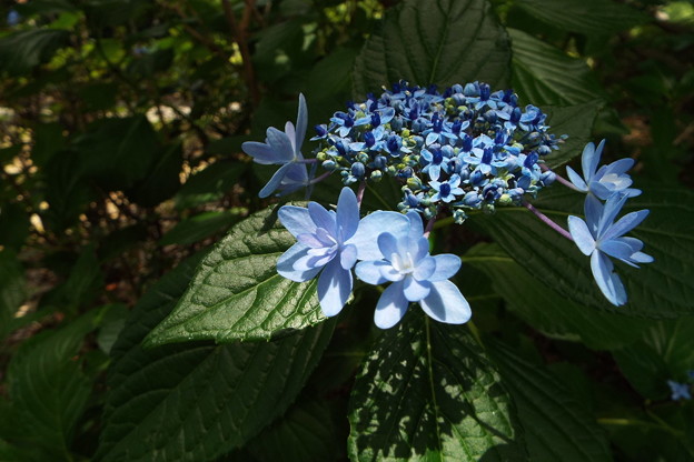 DSCF0507