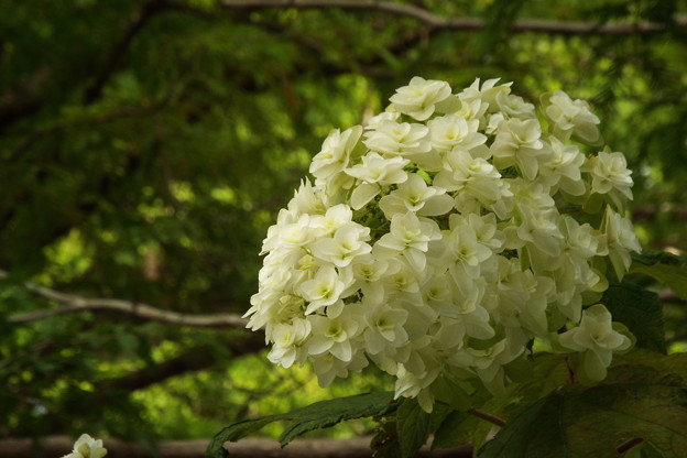 DSCF0116