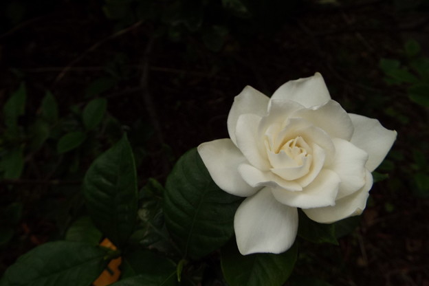 DSCF0014