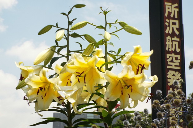 DSCF0018