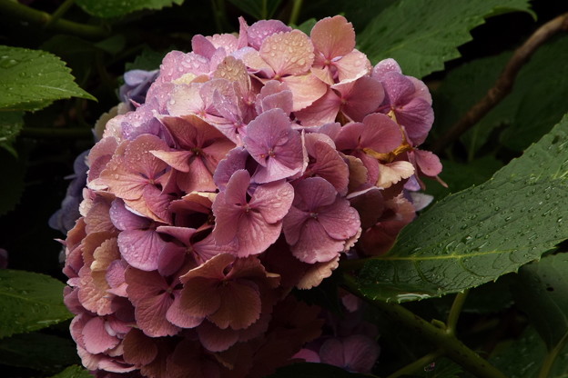 DSCF0170