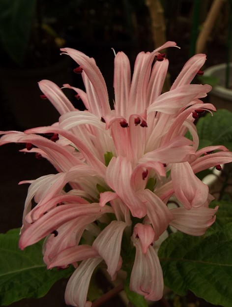DSCF0208