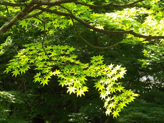 DSCF0503