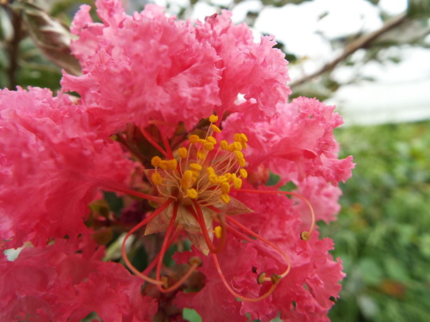 DSCF0006