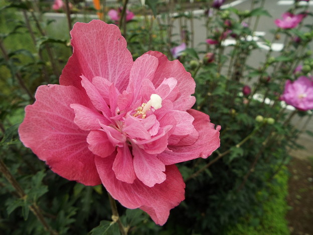 DSCF0061