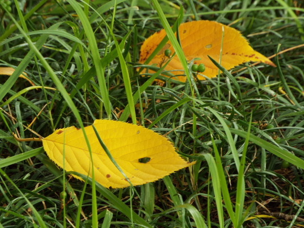 DSCF0163