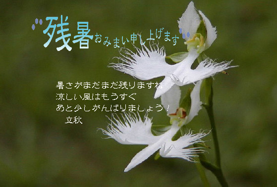 残暑7